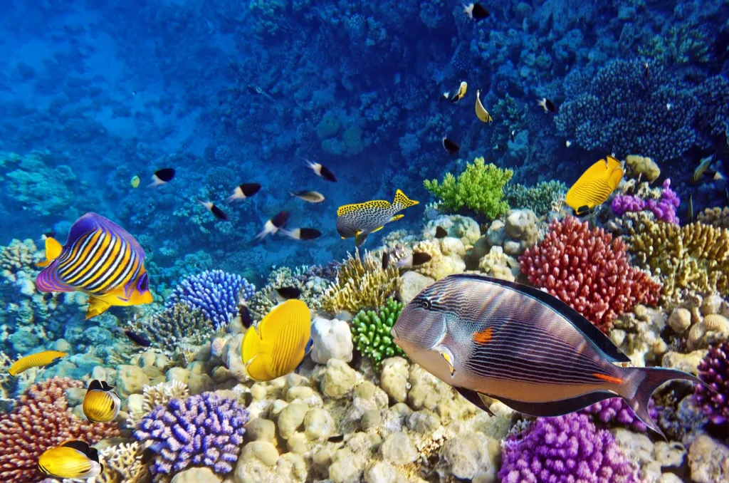 Dolphin House Snorkeling Adventure – Hurghada 1 Day Tour beautiful-coral-in-the-red-se474bbc