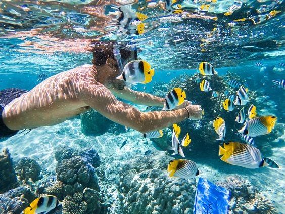 Elphinstone & Dolphin Reef Snorkeling – Marsa Alam 1 Day Tour 1