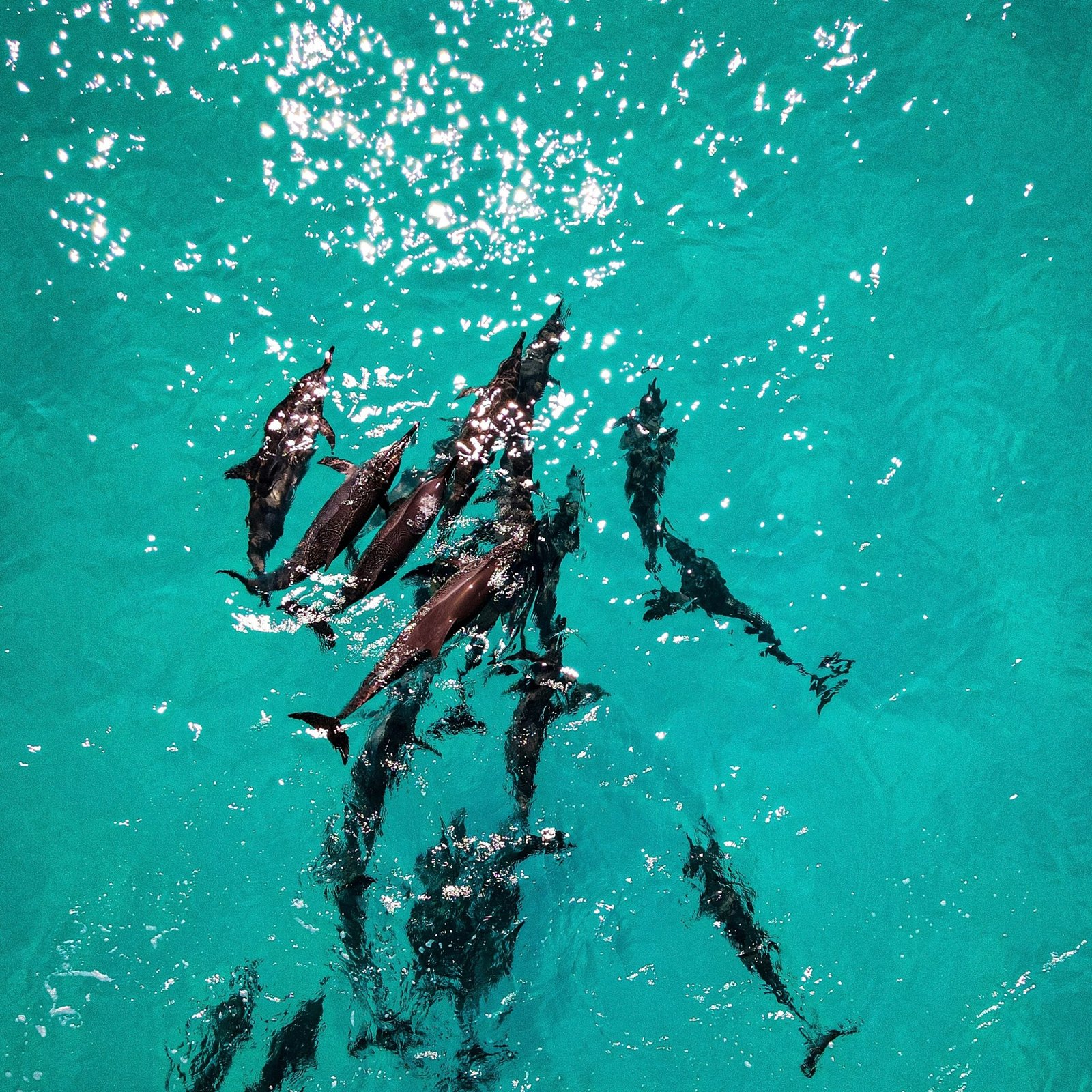 Elphinstone & Dolphin Reef Snorkeling – Marsa Alam 1 Day Tour adam-lisan-WxqhNjzHHBY-unsplash
